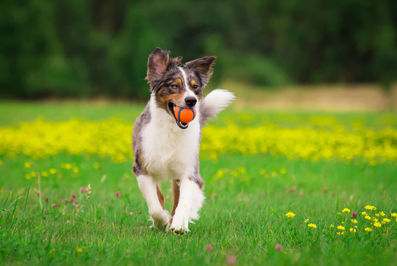 Apartments with discount dogs near me